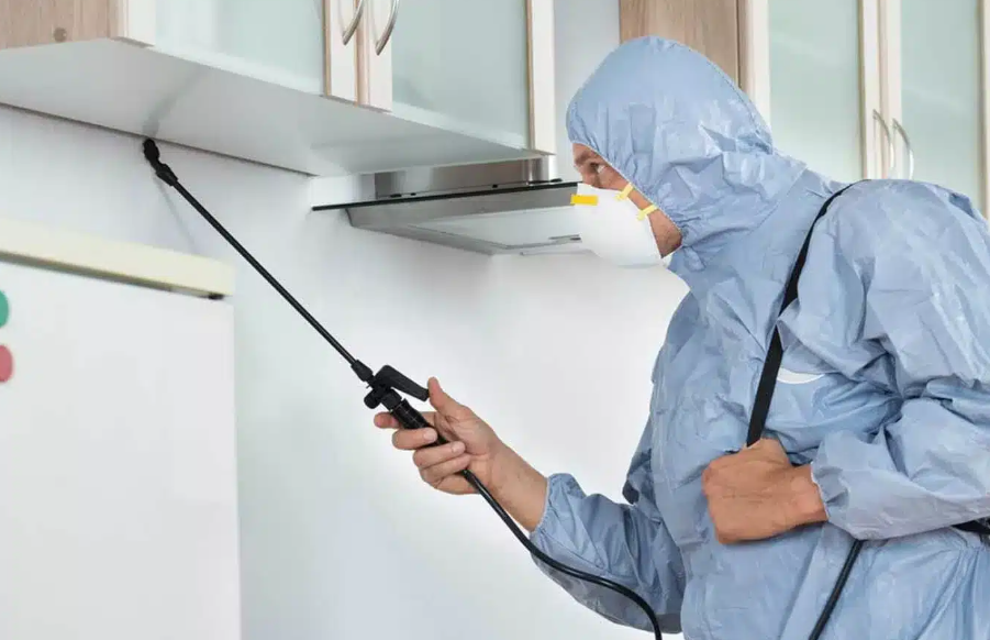 شركة مكافحة حشرات بدبي